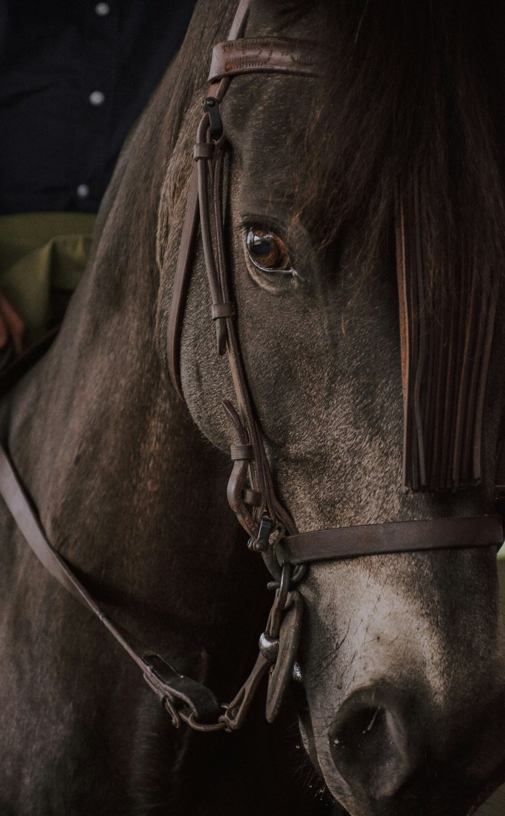 خيل عربي أصيل