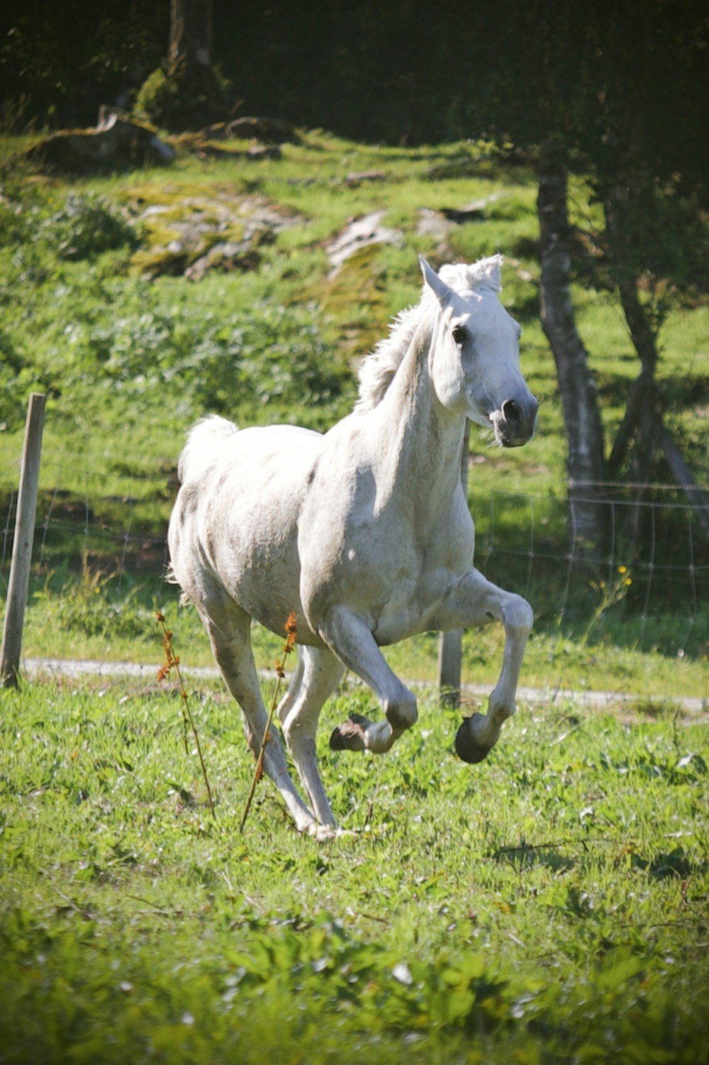 خيل أبيض في الميدان